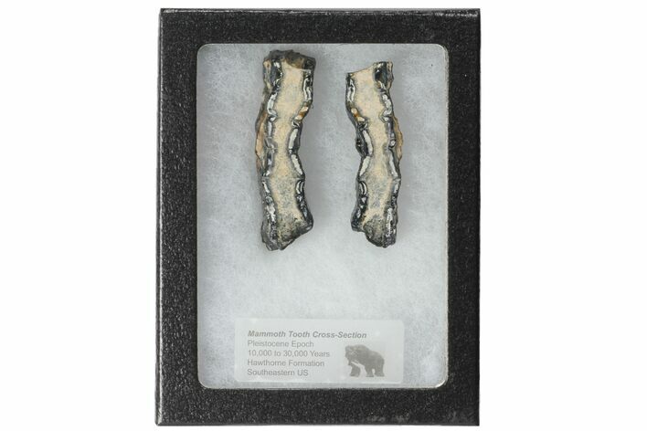 Mammoth Molar Slices With Case - South Carolina #99515